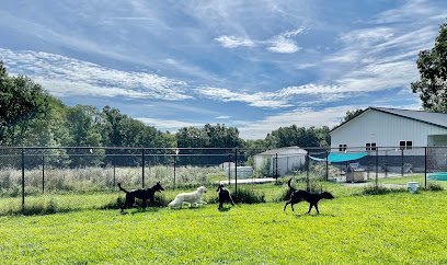 Dog day care in Foster Rhode Island The Country Mutt Llc 1