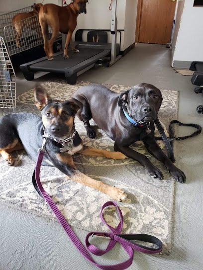 Dog day care in Franklin Wisconsin Fido Fitness Doggie Daycare 1