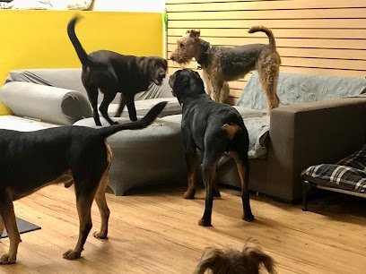 Dog day care in Fredericksburg Virginia Jasper s Fur Friends 1