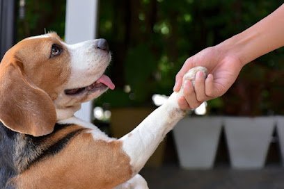 Dog day care in Fredericksburg Virginia Woof Houze 1