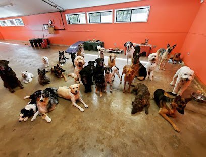 Dog day care in Gig Harbor Washington Our Best Friend Doggie Daycare and Boutique LLC 1
