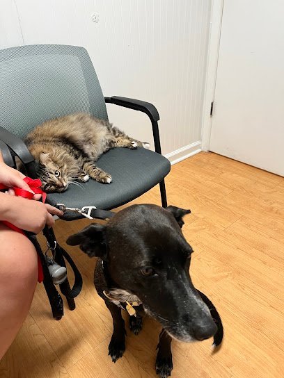 Dog day care in Goose Creek South Carolina Animal Medical Clinic of Goose Creek Inc 1