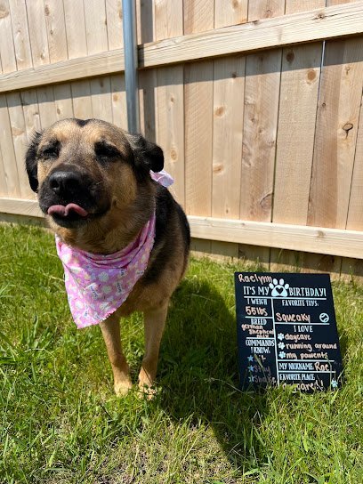 Dog day care in Grafton Wisconsin Charming Paws Grafton 1