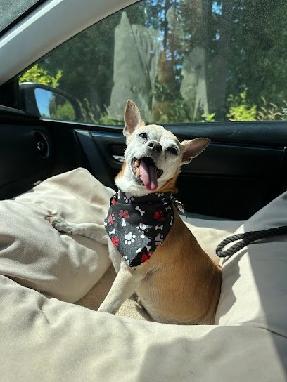 Dog day care in Graham Washington Pet Ponderosa 1