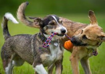 Dog day care in Grand Isle Vermont Whiskers N Tails Pet Daycare LLC 1