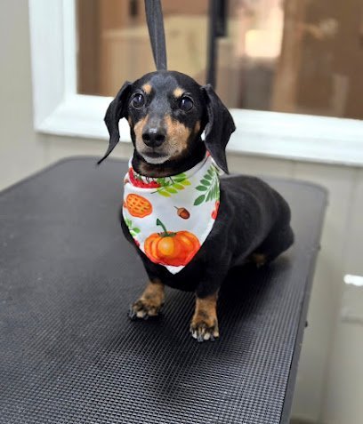 Dog day care in Greensburg Pennsylvania See Spot Run Doggie Daycare 1