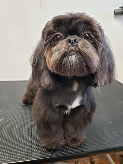 Dog day care in Greenville South Carolina A Dog s Day Out Inc 1