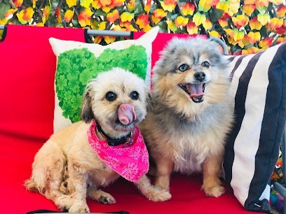 Dog day care in Greer South Carolina Sweet Paws Inn 1