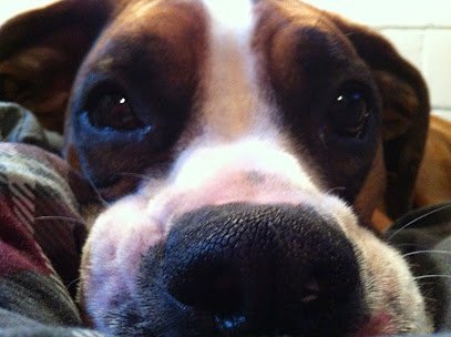 Dog day care in Hartford Wisconsin Onward Bound Incredible Dog Training and Grooming 1