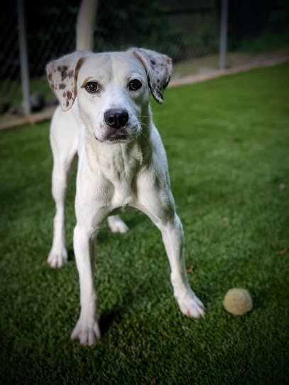 Dog day care in Henrico Virginia BarkAbility 1
