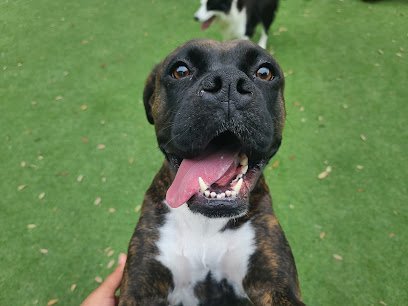 Dog day care in Hilton Head Island South Carolina Southpaw Pet Resort 1