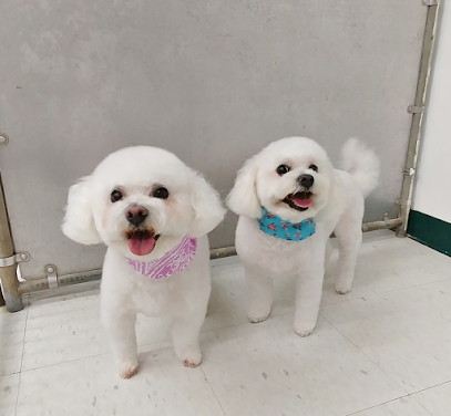 Dog day care in Holland Pennsylvania Sundance Kennels Inc 1