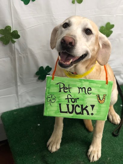 Dog day care in Holmen Wisconsin Doggie Business LLC 1