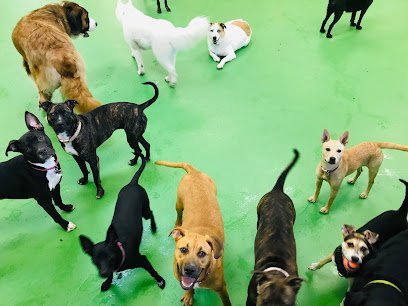 Dog day care in Holmes Pennsylvania House of Dog Retreat Spa LLC 1