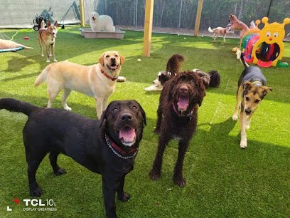 Dog day care in Hopkinton Rhode Island Canine Behavioral Services Inc  1