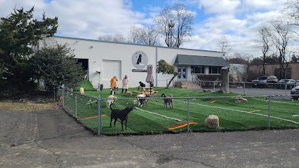 Dog day care in Huntingdon Valley Pennsylvania Happy Paws Pet Lounge 1