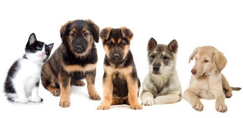 Dog day care in Hurricane Utah On the Spot Play Stay 1