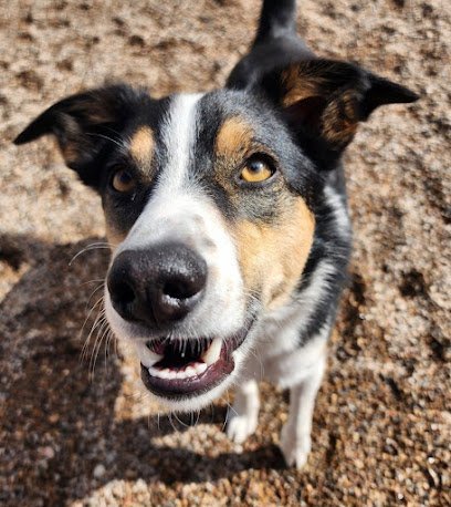 Dog day care in Hurricane Utah Zion Canyon Canine Recreation Center Spa 1