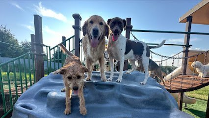 Dog day care in Iola Wisconsin Dee O Gee Care 1