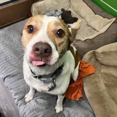 Dog day care in Irmo South Carolina Pet Vacations 1