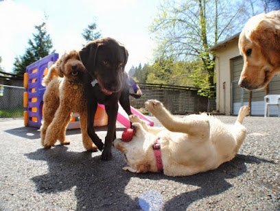 Dog day care in Issaquah Washington Jax Dog Drop Riverdog 1