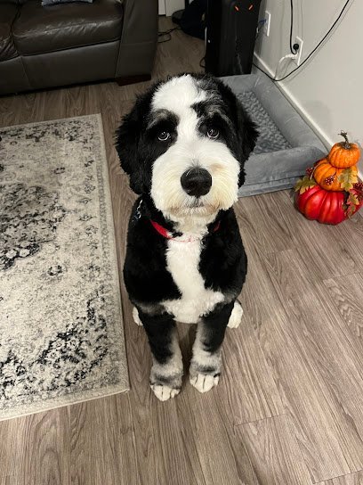 Dog day care in Jackson Wyoming DogJax 1