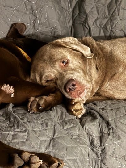 Dog day care in Jacksonville Vermont Sir Thomson s Crate Escape 1