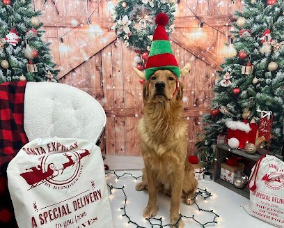 Dog day care in Janesville Wisconsin WOOFHAUS 1