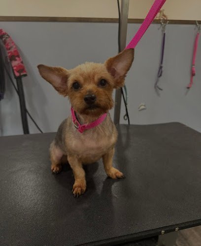 Dog day care in Jim Thorpe Pennsylvania Whiskers Wag Pet Grooming 1