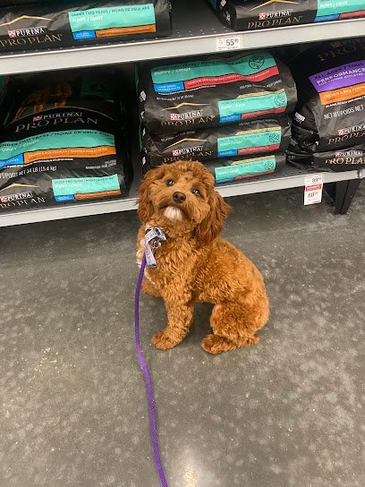 Dog day care in Johns Island South Carolina Happy Wags Lodge Spa and Mobile Grooming 1