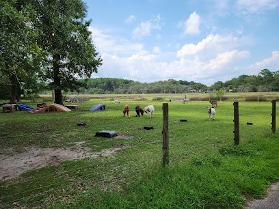 Dog day care in Johns Island South Carolina Moonshadow Pet Resort 1