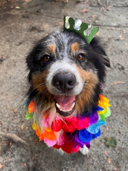 Dog day care in Johnston Rhode Island The Peaceful Pack 1