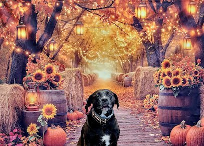 Dog day care in Johnstown Pennsylvania Lead Me On Professional Dog Training Daycare Grooming Resort 1