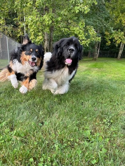 Dog day care in Julian Pennsylvania Golden Wood Happy Valley 1