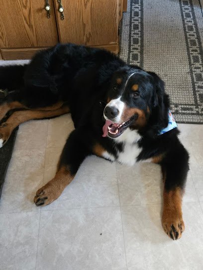 Dog day care in Juneau Wisconsin Rustic Acres Pet Lodge 1