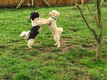 Dog day care in Kalama Washington Columbia Canine Cottage Boarding Grooming 1