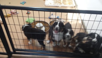 Dog day care in Kalama Washington Lone Pine Boarding Kennels LLC 1