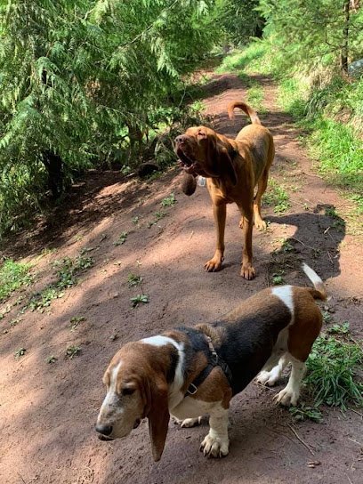 Dog day care in Kalama Washington Paradise Dog Ranch 1