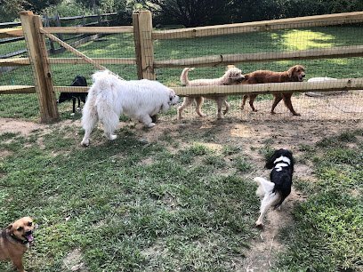 Dog day care in Kennett Square Pennsylvania KSQ Dog Ranch 1
