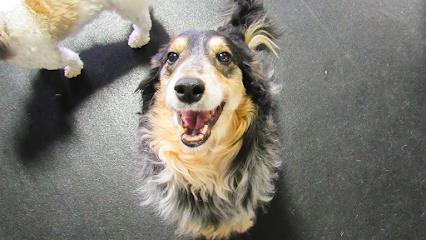 Dog day care in Kenosha Wisconsin Central Bark Kenosha 1