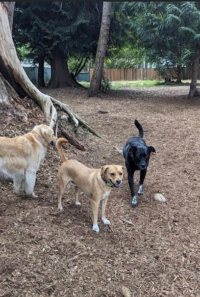 Dog day care in Kent Washington Creekside Country Canines 1