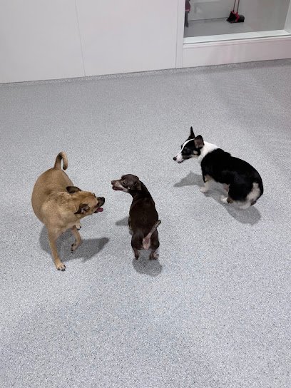 Dog day care in Kent Washington The Dog Stop Kent WA 1