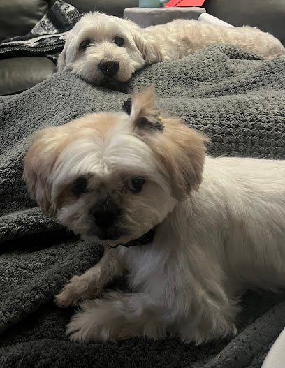 Dog day care in Kewaskum Wisconsin Tails and Trails 1