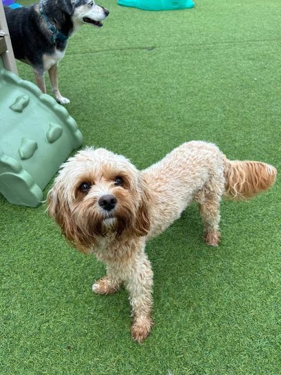 Dog day care in Kimberly Wisconsin Wags and Whiskers Pet Resort 1