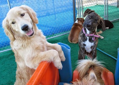 Dog day care in King of Prussia Pennsylvania Perfect Pooch 1