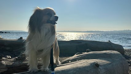 Dog day care in Kirkland Washington Doggy Development 1