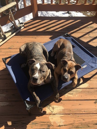 Dog day care in Kunkletown Pennsylvania Camp 4 Paws 1