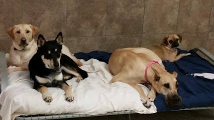 Dog day care in La Crosse Wisconsin Fun Fur Pets Dog Daycare and Boarding 1