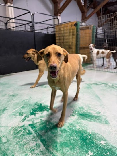 Dog day care in Lacey Washington Bark Yes 1