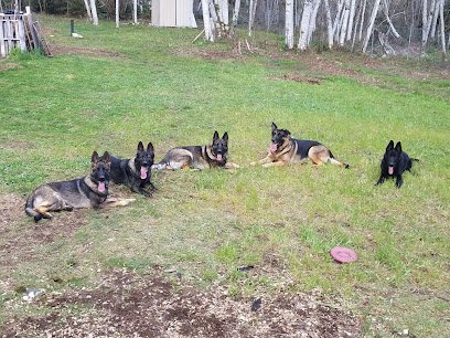 Dog day care in Lacey Washington One Command K9 1